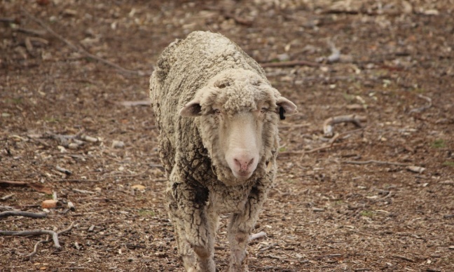Demande d'intervention urgente moutons &agrave; la Fruiti&egrave;re de Pougny