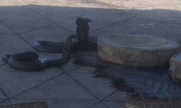Stop &agrave; la maltraitance animale &agrave; Marrakech !
