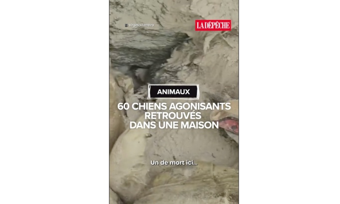 L'agonie de 60 chiens maltrait&eacute;s et abandonn&eacute;s &agrave; Foissac, comment est-ce possible ?