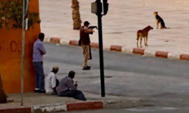Le Maroc continue sa folie persécutive et criminelle sur les animaux sans abri