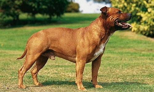 Une automobiliste a attaché son chien à son attache de caravane et l'a trainé sur près de 2 kms jusqu'à ce que mort s'en suive.