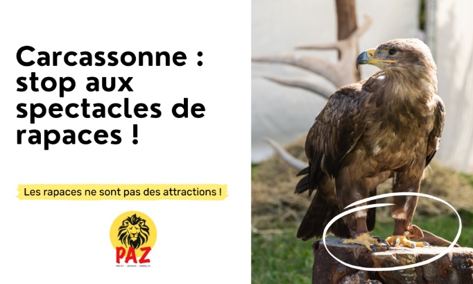 Carcassonne: stop aux spectacle de rapaces !