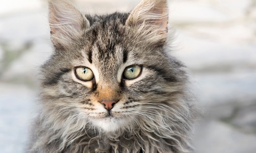 Mauvais choix de vétérinaire