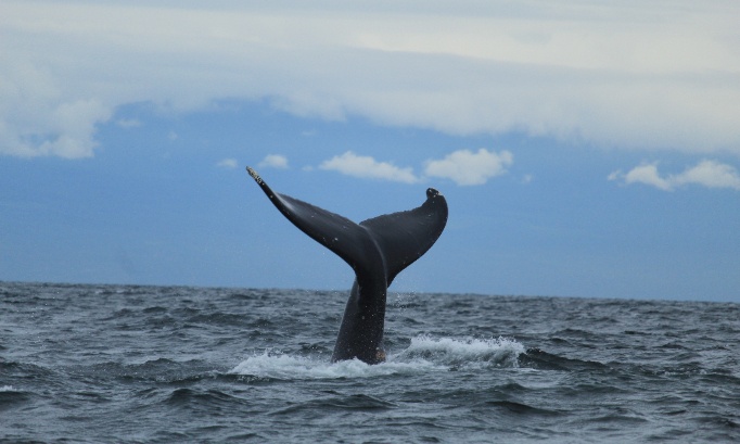 L'Islande expulse 21 défenseurs des baleines : exigeons la levée des sanctions