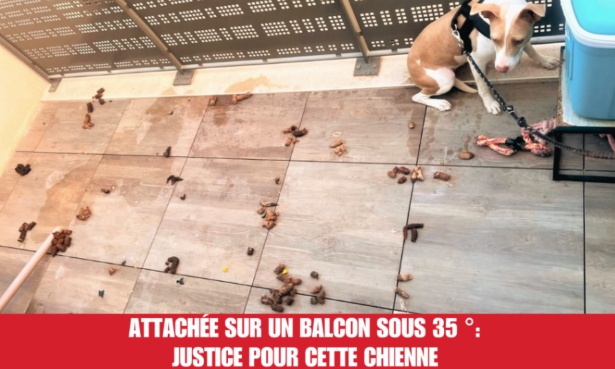 Justice pour cette chienne : attachée plusieurs jours sur un balcon en pleine canicule