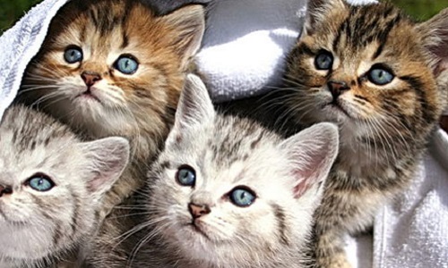 Stoppez la mesure préfectorale d'éradication des chats sur l'île de la réunion