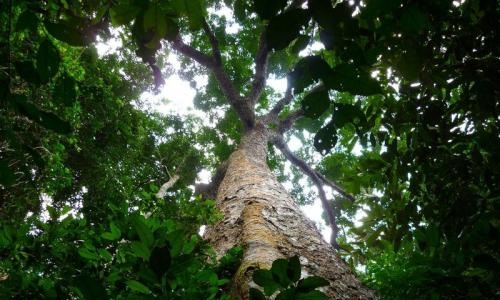 Pour la reprise de l'opération : pour chaque bébé qui nait, on plante un arbre