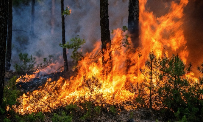 Dunes de Piquey - Création d’un pare-feu