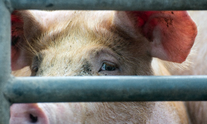 300 cochons laiss&eacute;s pour morts dans un "&eacute;levage mod&egrave;le" breton : exigeons des condamnations exemplaires