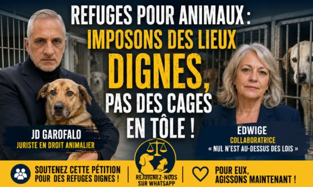 Refuges pour animaux : imposons des lieux dignes, pas des cages en tôle