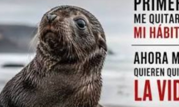 Stop &agrave; l&rsquo;&eacute;limination des loups marins au Chili maintenant