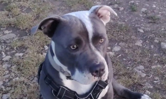 Pour prot&eacute;ger et soutenir les chiens des groupes de solidarit&eacute;