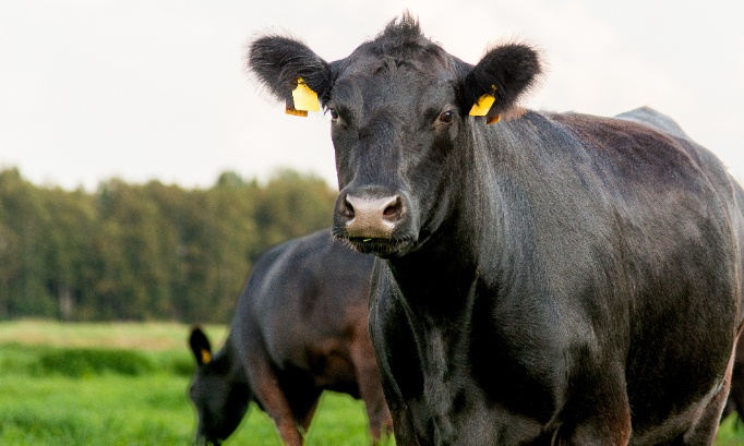 Justice pour les 12 b&oelig;ufs morts d&eacute;shydrat&eacute;s dans les Ardennes !