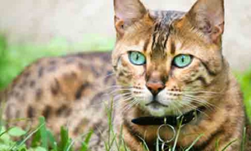 Chat assassiné par un voisin