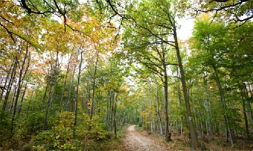 Pour garder les forêts publiques, publiques !