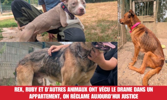 Justice pour ces chiens : enfermés dans la souffrance