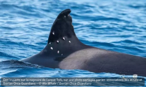 Justice pour l'orque To&ntilde;i : exigeons l'arr&ecirc;t des tirs et une protection maximale !