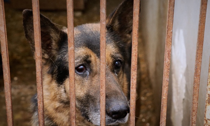 Un acte d&eacute;sesp&eacute;r&eacute; &agrave; Dieppe : un chien saute du 3e &eacute;tage, sauvant 20 animaux de l'enfer