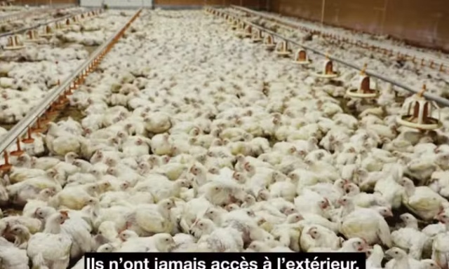 Non &agrave; l'installation d'un &eacute;levage industriel de 39.900 poulets &agrave; H&eacute;ron