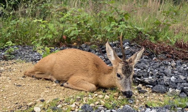 Pour un moratoire immédiat de la chasse dans l’Oise