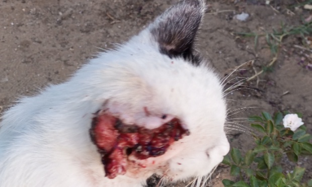 Pour la st&eacute;rilisation et la protection des chats errants en Bulgarie