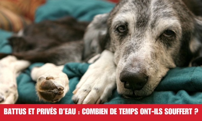 N&icirc;mes : un chien victime de maltraitance, enferm&eacute; sans eau