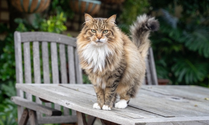 Justice pour Myrtille la pauvre chatte dépecée et empalée sur un piquet !