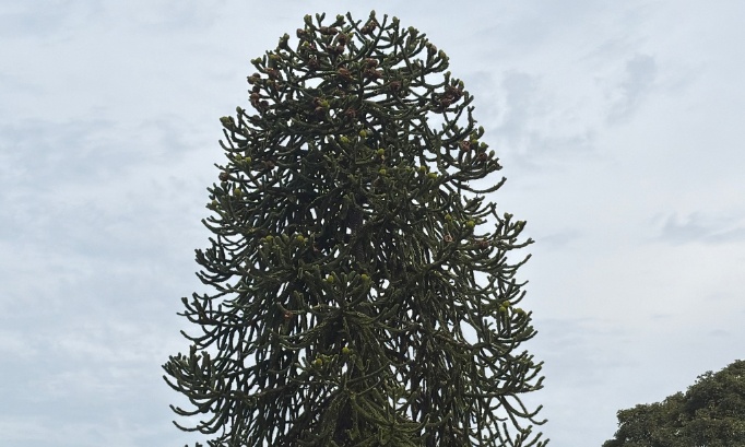 NON à l’abattage de L’ARAUCARIA (désespoir du singe )