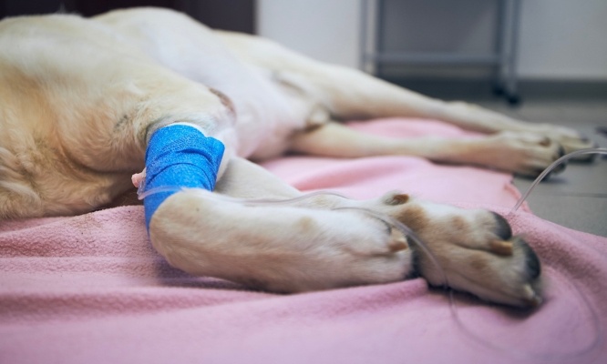 Stop aux euthanasies abusives des animaux !