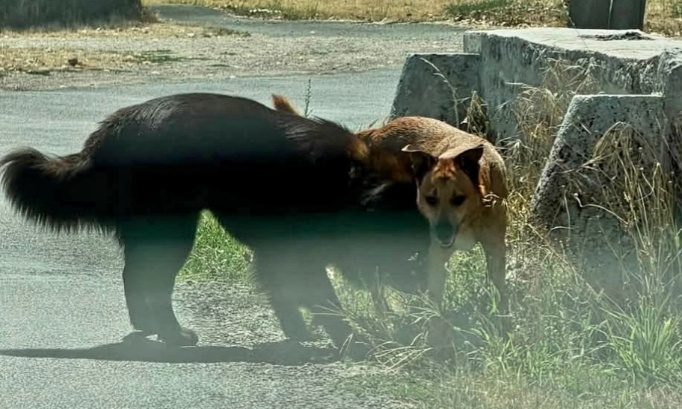 Intervenez immédiatement à Vineuil : stop aux chiens divagants dangereux