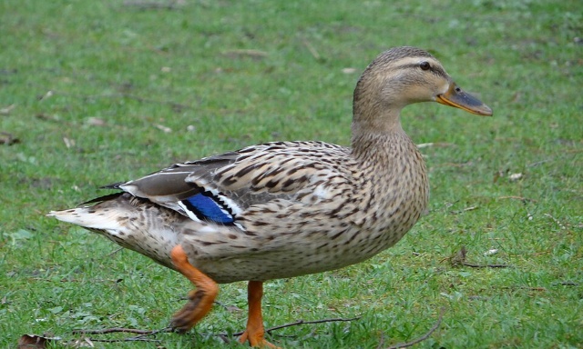Protégeons la faune sauvage de Charente-Maritime et accordons-lui un répit indispensable