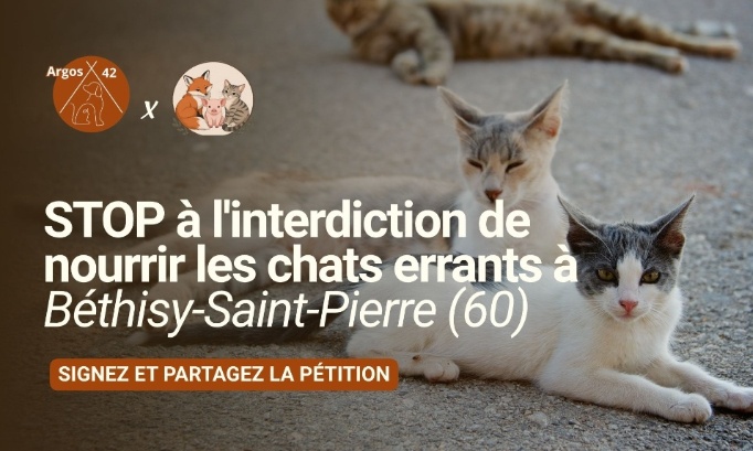 STOP à l'arrêté qui punit ceux qui nourrissent les chats errants à Béthisy-Saint-Pierre (60)