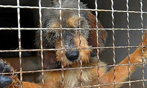 POUR LA DÉMISSION DE LA DIRECTRICE ET DE L'EX-PRÉSIDENT DE LA SPA DE MONTPELLIER.