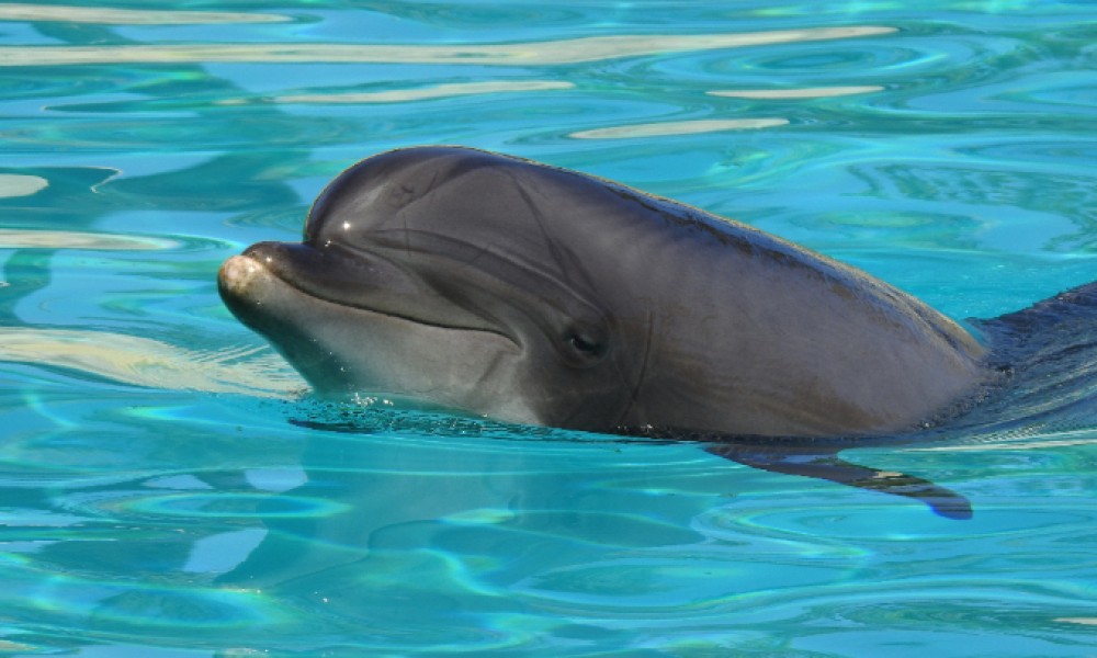 Pour une véritable alternative à la captivité pour les dauphins de Marineland et de Planète Sauvage