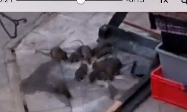 Stop à la prolifération de rats à Forest : actions urgentes