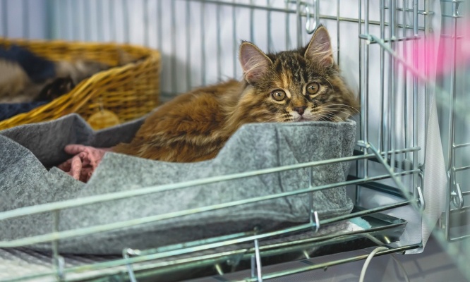 Pour l'annulation de la premi&egrave;re exposition f&eacute;line d'Epernay :  prot&eacute;geons les chats du stress