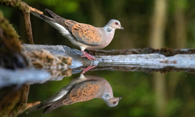 Chasse &agrave; la tourterelle des bois : 12 000 oiseaux condamn&eacute;s pour le plaisir, c'est NON !