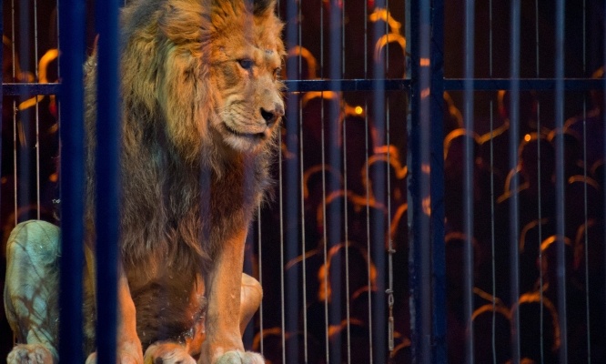 Libérons les animaux des cirques