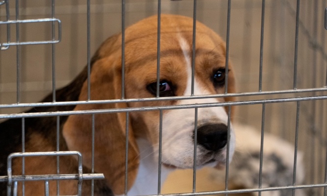 Sauvons les beagles de l'exp&eacute;rimentation animale