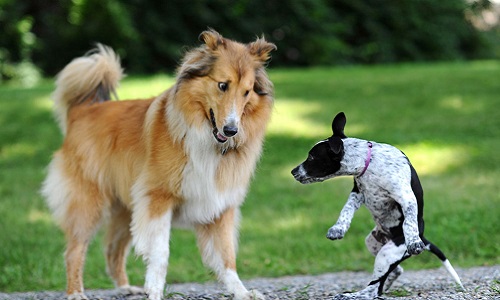 Pour une saisie rapide des deux chiens sur le camp des gens du voyage