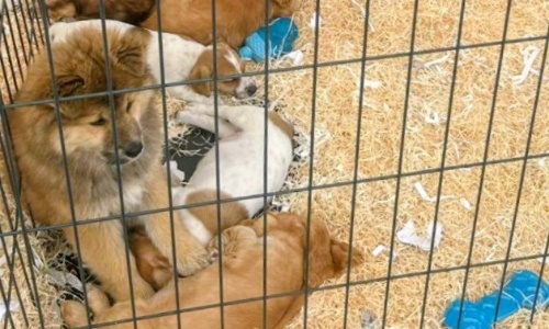 Pour interdire immédiatement le salon du chiot à Beauvais