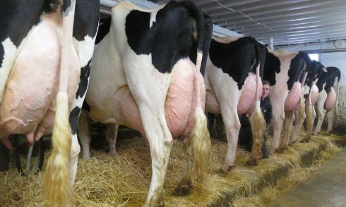 Interdisez les élevages laitiers pour mettre fin à la cruauté