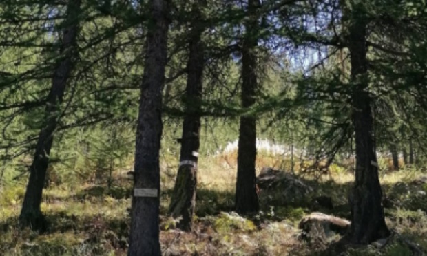 NON au massacre de 5,4 hectares de vieux mélèzes et de zones humides, pour les JO 2030 !