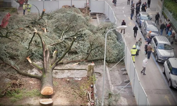 Stop aux n&eacute;gligences et aux abattages de nos arbres