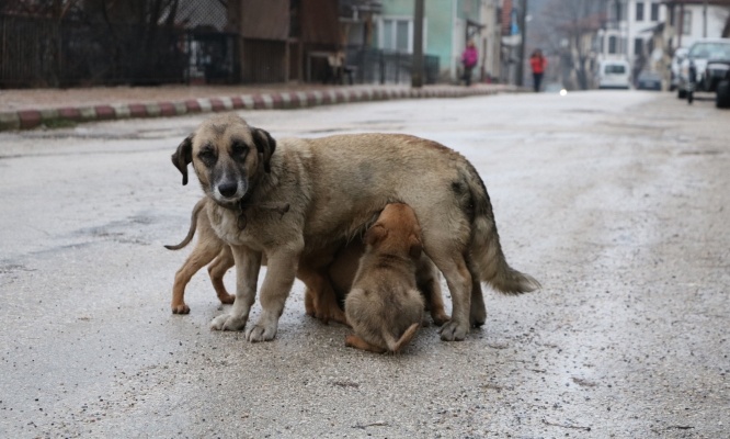 Pour la protection urgente des chiens errants au Maroc