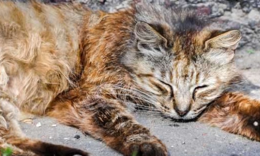 Stop à l'euthanasie financière : Remboursons le traitement de la PIF chez le chat !