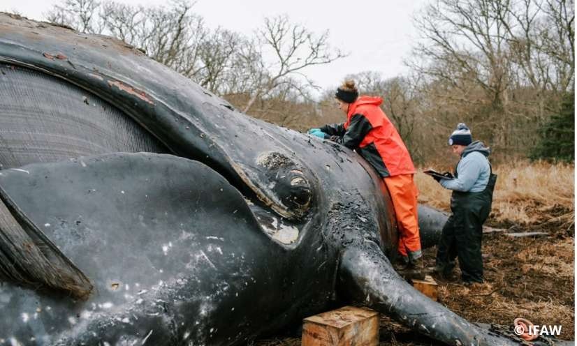 Urgence : il ne reste que 380 baleines franches de l&rsquo;Atlantique nord. Exigeons des mesures imm&eacute;diates !