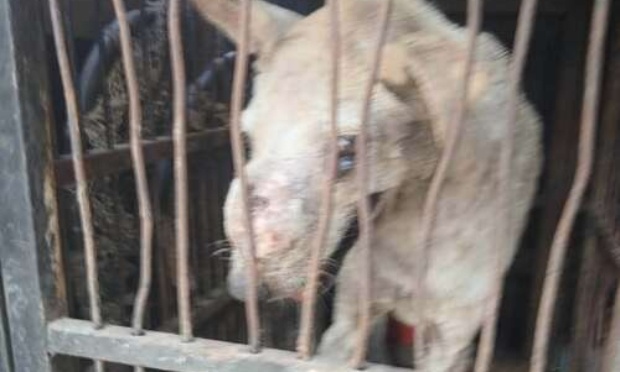 Urgence secours chiens errants en Egypte, très grande famine !