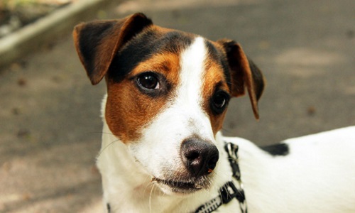 Honte : un chien appartenant à une jeune fille a été vendu !