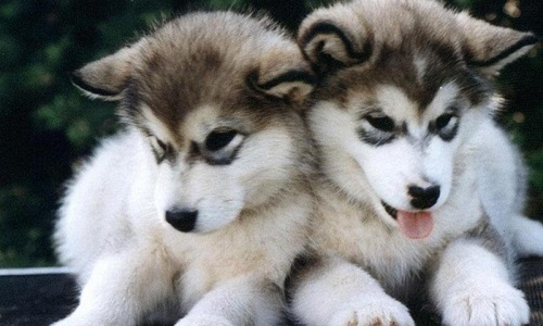 Interdire à Morgan P. d'avoir des animaux